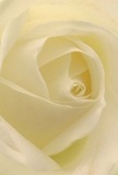 Drawn into the intimate heart of a cream-white rose, you find yourself immersed in a scene crafted by the careful touch of a local Honor Oak florist. Each petal unfolds in a delicate spiral, whisper-thin and inviting the mind to linger on its soft, near-translucent texture-like the first light filtering through morning windows near Brockley Way. The composition captures a serene luminosity; gentle shadows curl between the velvety folds, adding subtle drama and depth that evoke calm and reflection. The atmosphere is peaceful, as if born from the hush of early hours spent strolling through Honor Oak's quiet lanes. This single rose becomes the purest symbol of reverence and hope, perfect for expressing sympathy, admiration, or marking new beginnings. You can almost sense the sweet, understated fragrance infusing the space, its freshness echoing the gardens blooming nearby. The close perspective is a tribute not only to the flower itself but also to the emotion and artistry woven into every arrangement at Florist Honor Oak, where every bouquet is designed to suit special moments in the lives of neighbours and loved ones across the SE23 area.